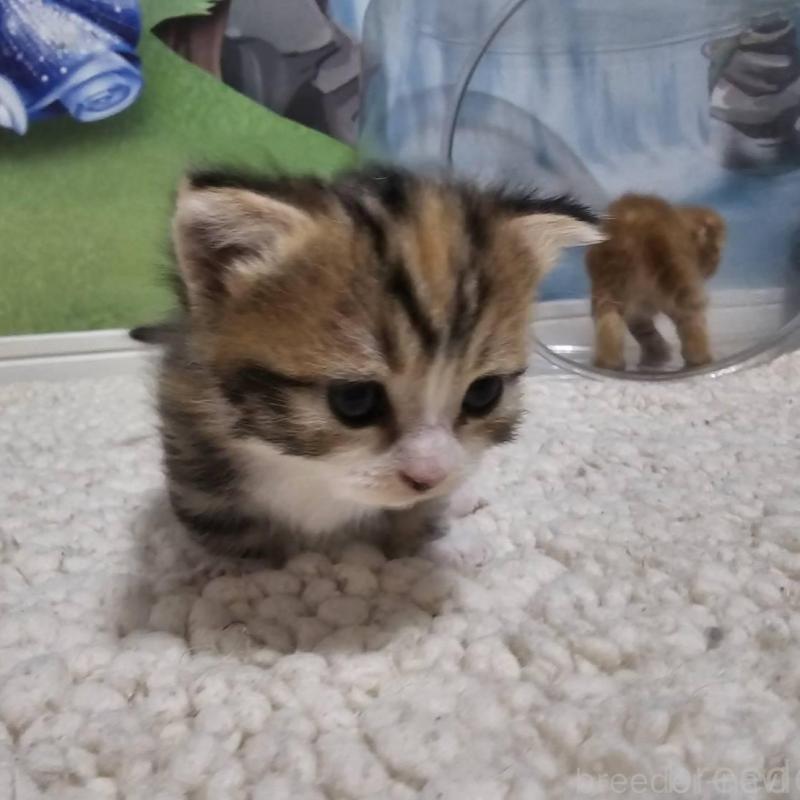 販売中の福岡県のマンチカン(短足)-127975の1枚目