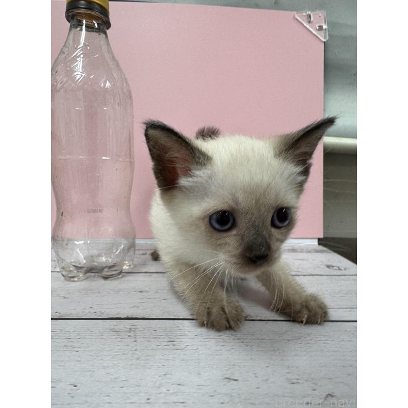 販売中の長野県のトイボブ-127976の2枚目