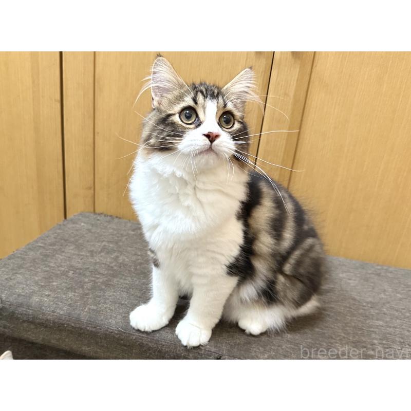 商談中の千葉県のラガマフィン-120072の15枚目