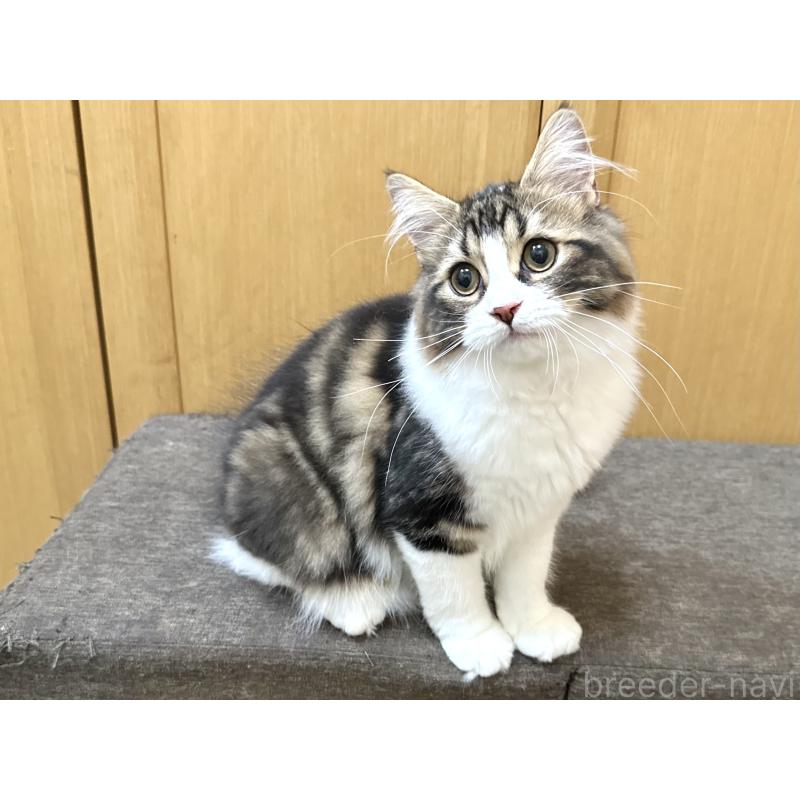 商談中の千葉県のラガマフィン-120072の14枚目