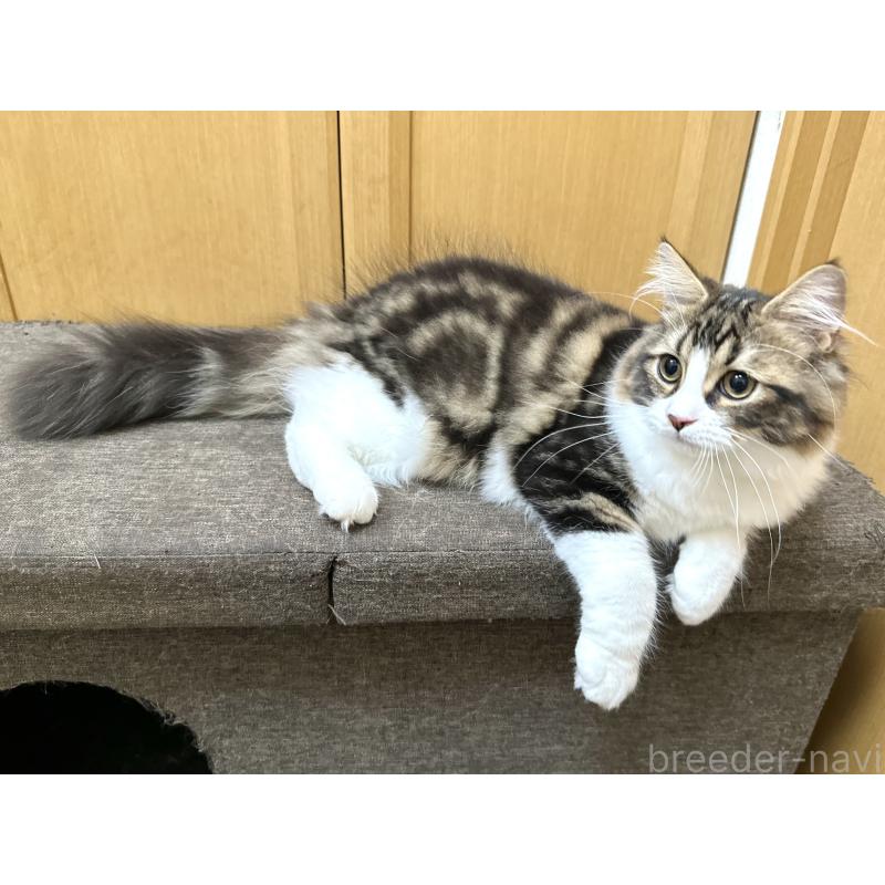 商談中の千葉県のラガマフィン-120072の13枚目