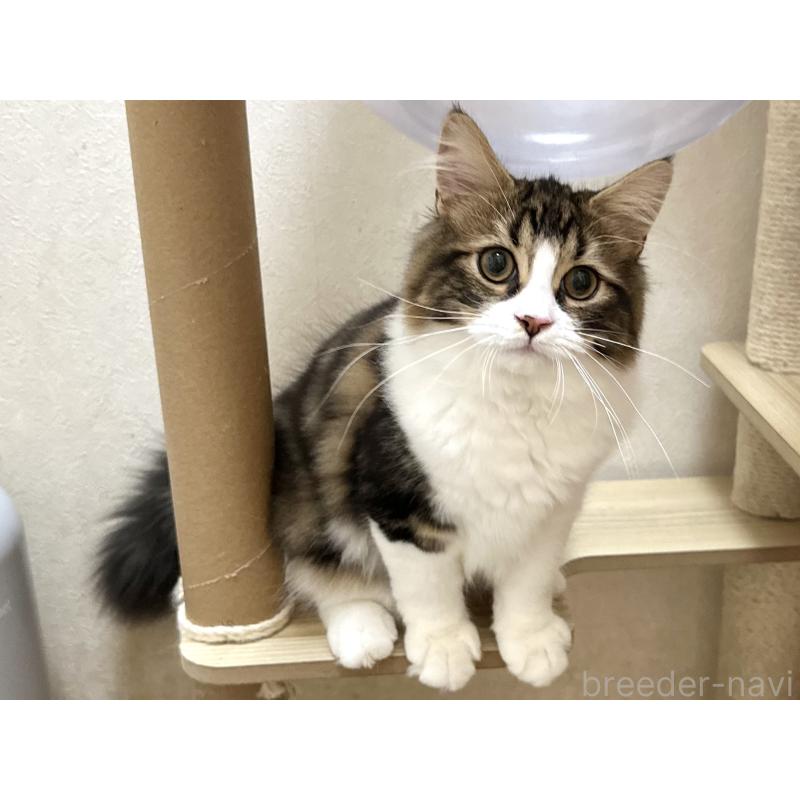 商談中の千葉県のラガマフィン-120072の11枚目