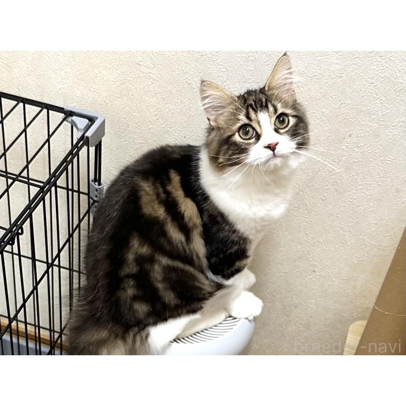 商談中の千葉県のラガマフィン-120072の12枚目