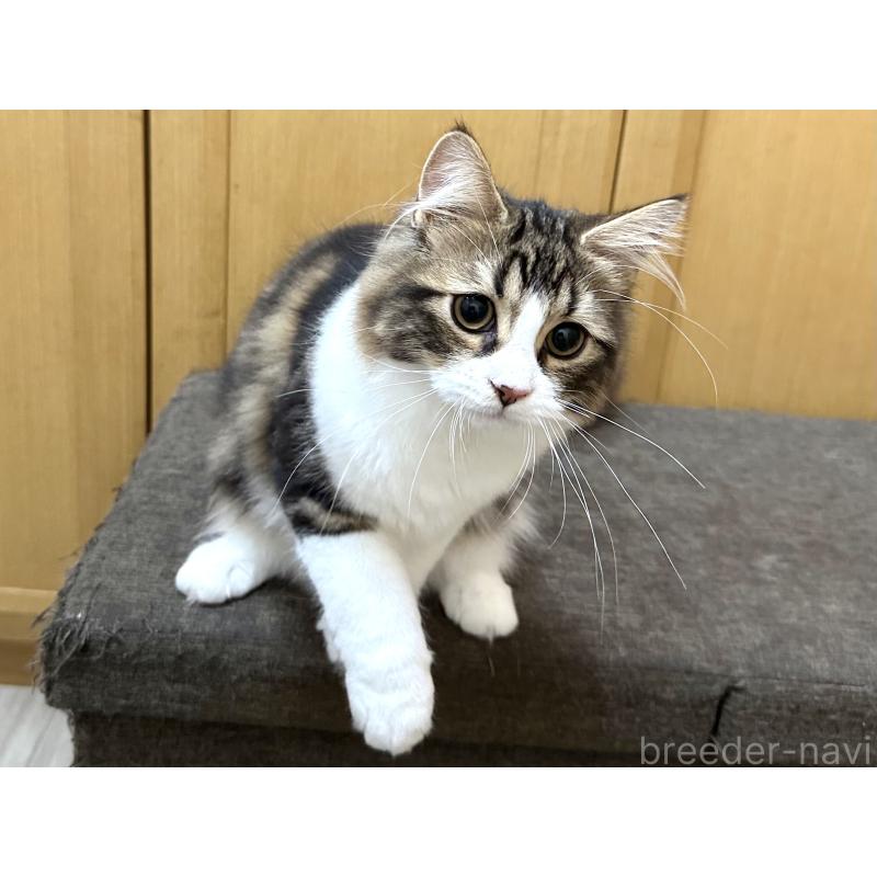 商談中の千葉県のラガマフィン-120072の10枚目