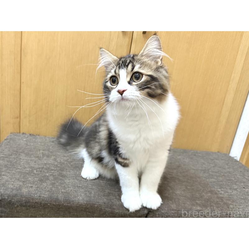 商談中の千葉県のラガマフィン-120072の9枚目