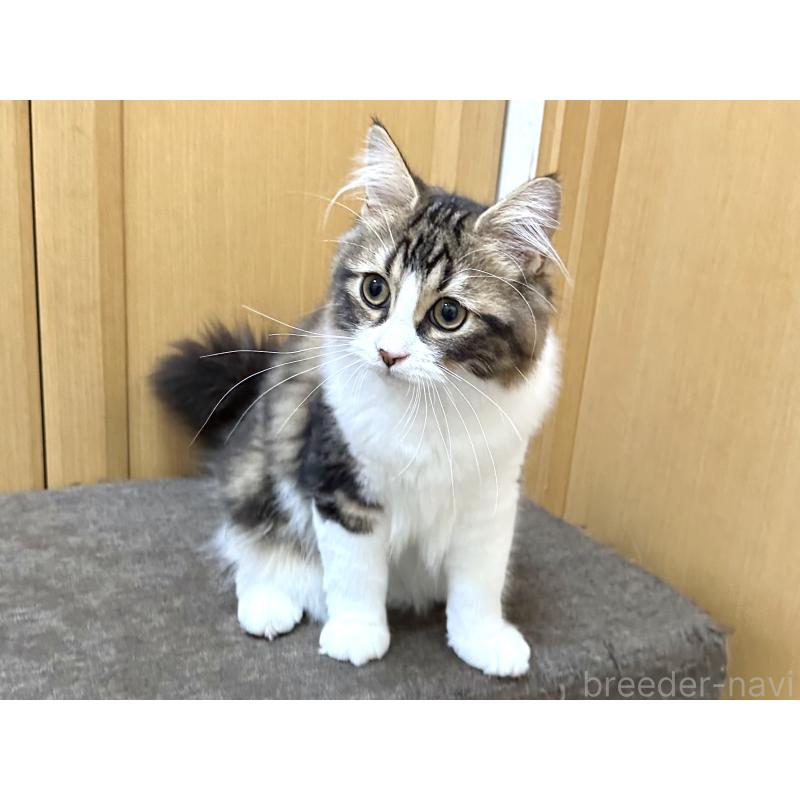 商談中の千葉県のラガマフィン-120072の8枚目