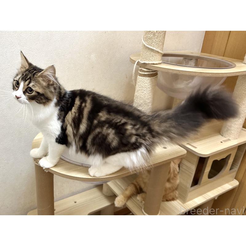 商談中の千葉県のラガマフィン-120072の7枚目