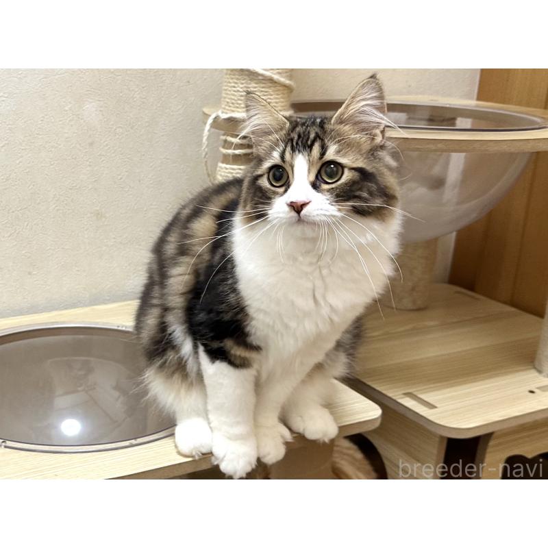 商談中の千葉県のラガマフィン-120072の6枚目