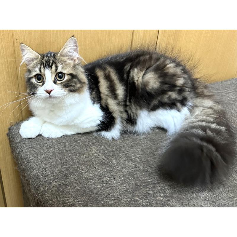 商談中の千葉県のラガマフィン-120072の5枚目