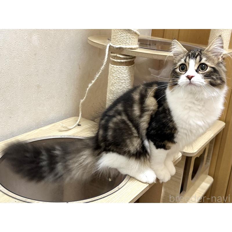 商談中の千葉県のラガマフィン-120072の4枚目