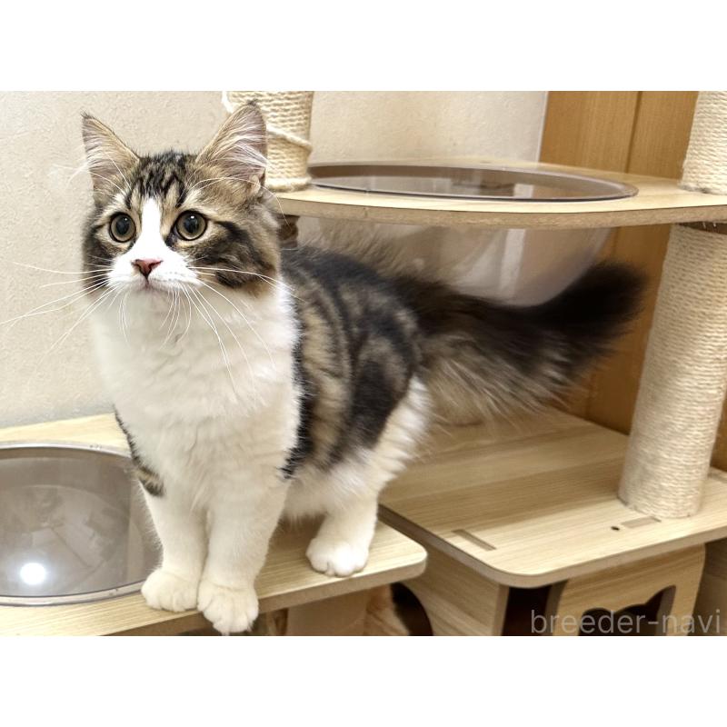 商談中の千葉県のラガマフィン-120072の3枚目