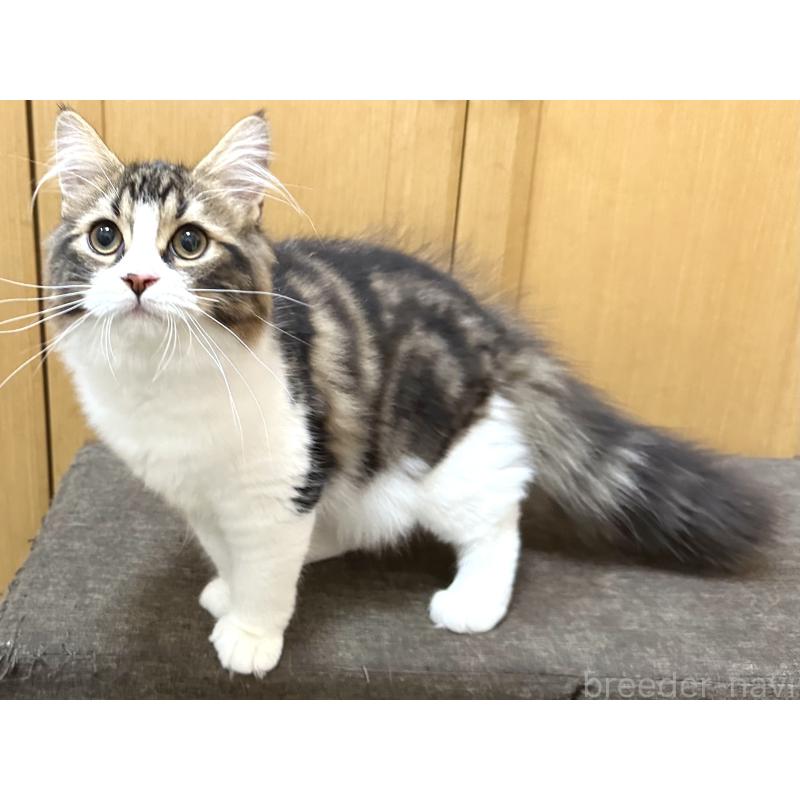 商談中の千葉県のラガマフィン-120072の2枚目