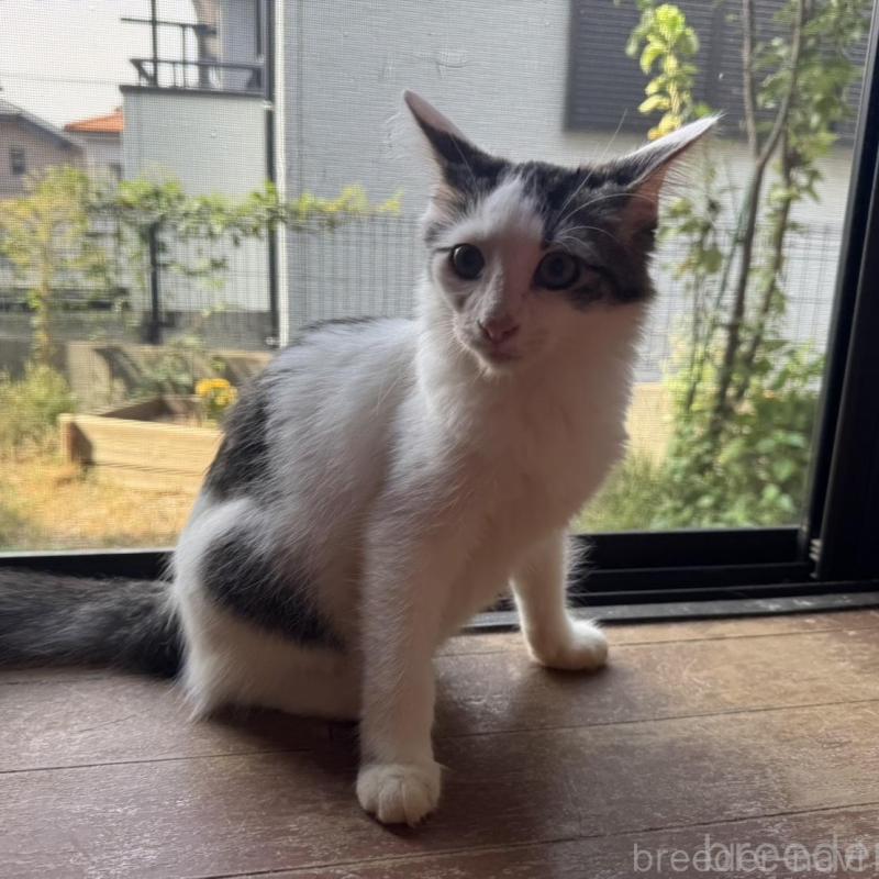 販売中の埼玉県のノルウェージャンフォレストキャット-127977の1枚目