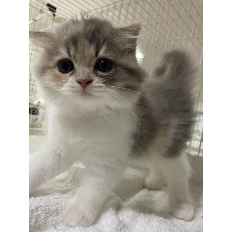 販売中の愛知県のスコティッシュフォールド(折れ耳)-125544の2枚目