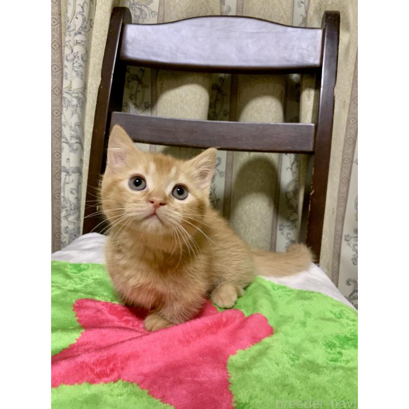 販売中の千葉県のミヌエット(短足)-127491の5枚目