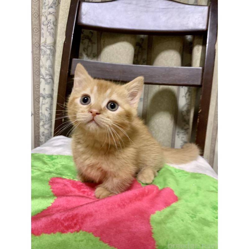 販売中の千葉県のミヌエット(短足)-127491の4枚目