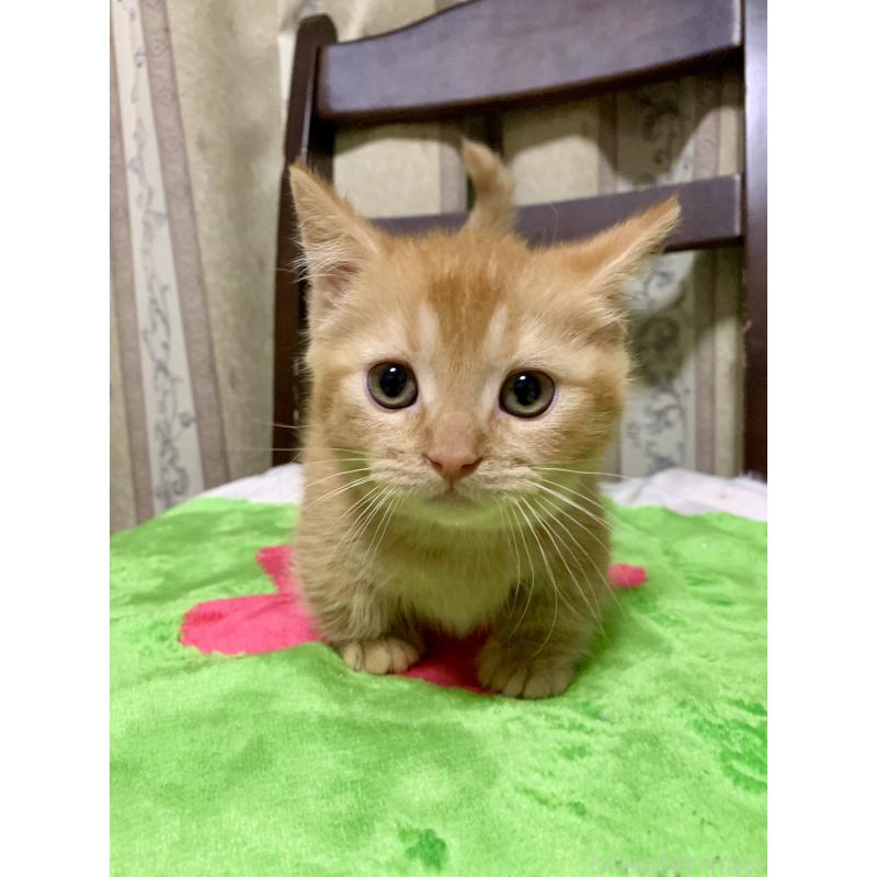 販売中の千葉県のミヌエット(短足)-127491の3枚目