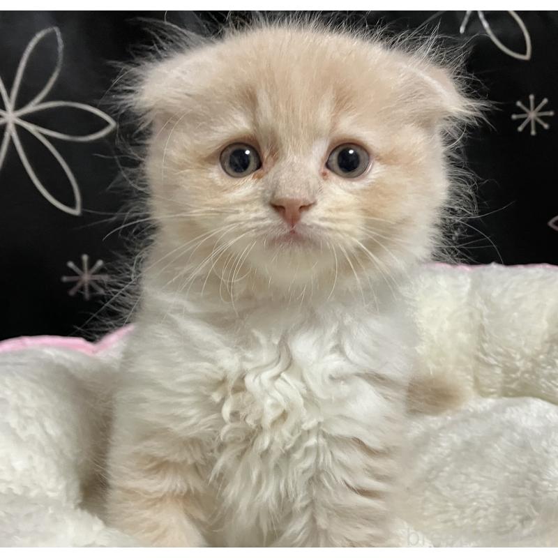 成約済の三重県のスコティッシュフォールド(折れ耳)-126762の1枚目