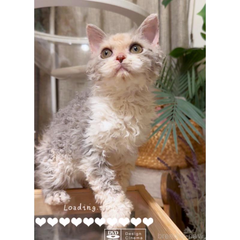 成約済の神奈川県のセルカークレックス-127286の12枚目