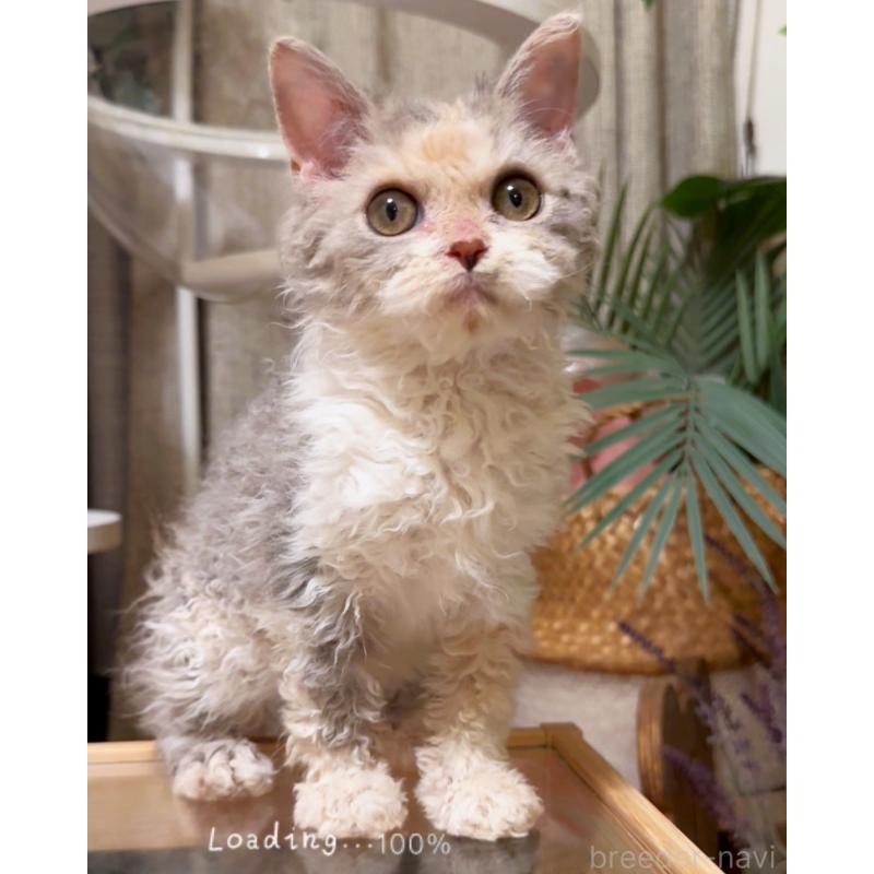 成約済の神奈川県のセルカークレックス-127286の11枚目