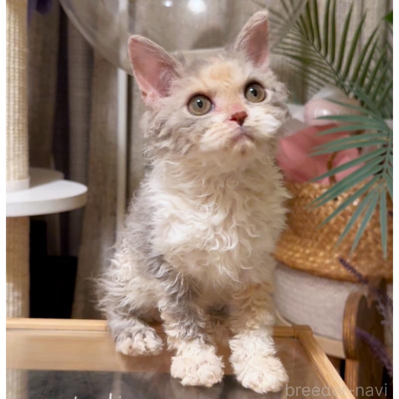 成約済の神奈川県のセルカークレックス-127286の10枚目