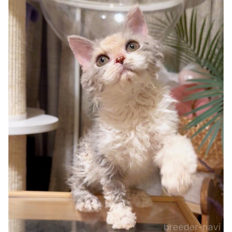 成約済の神奈川県のセルカークレックス-127286の9枚目