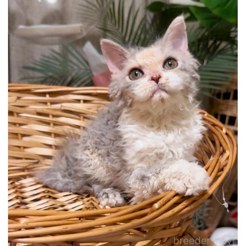 成約済の神奈川県のセルカークレックス-127286の8枚目