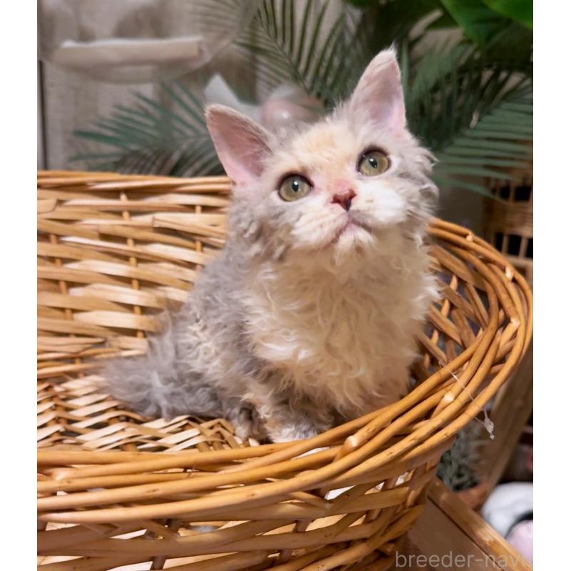 成約済の神奈川県のセルカークレックス-127286の7枚目