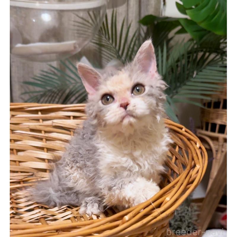 成約済の神奈川県のセルカークレックス-127286の6枚目