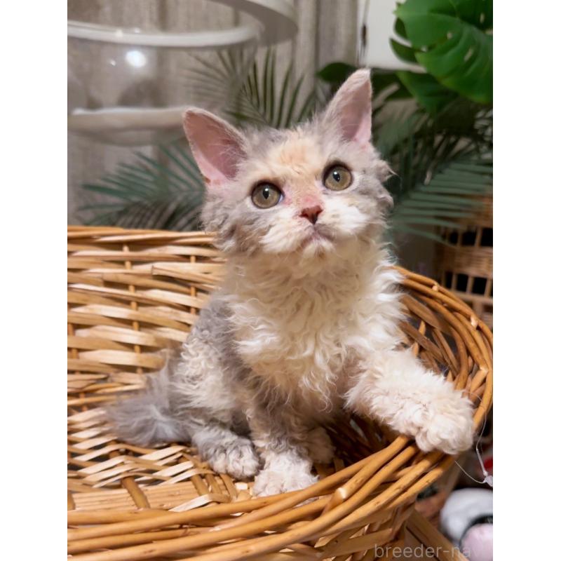 成約済の神奈川県のセルカークレックス-127286の5枚目