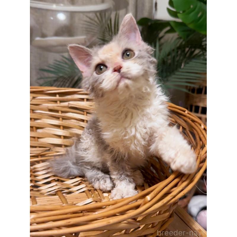 成約済の神奈川県のセルカークレックス-127286の4枚目