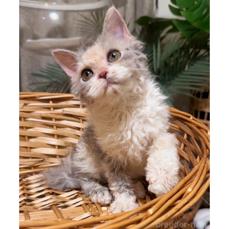 成約済の神奈川県のセルカークレックス-127286の3枚目