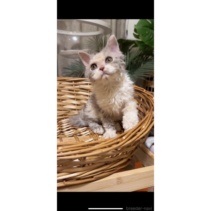 成約済の神奈川県のセルカークレックス-127286の2枚目