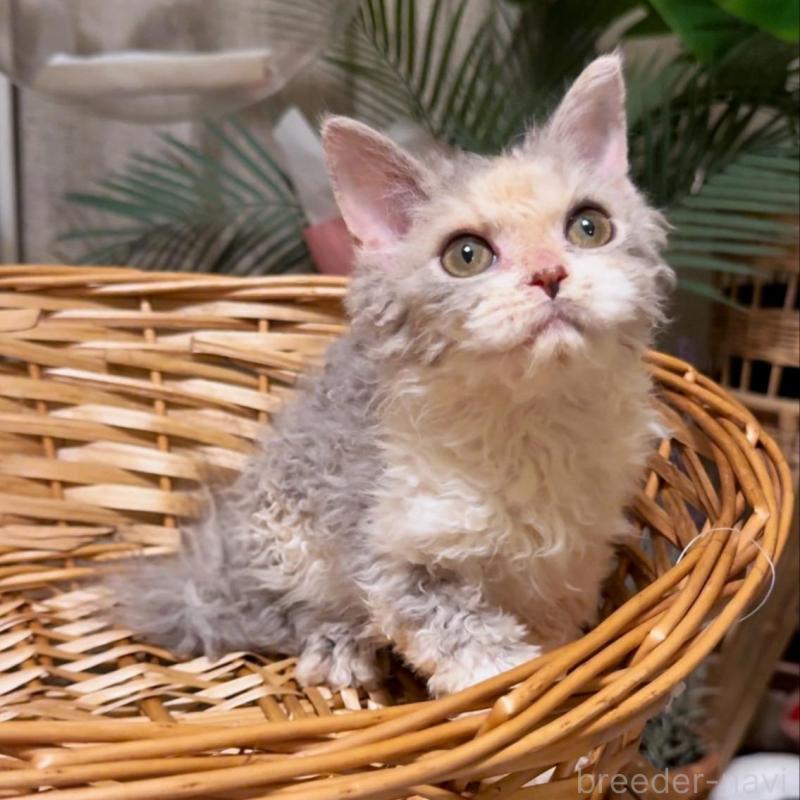 成約済の神奈川県のセルカークレックス-127286の1枚目