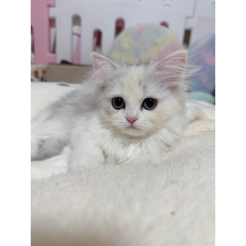 成約済の千葉県のペルシャ-124609の5枚目