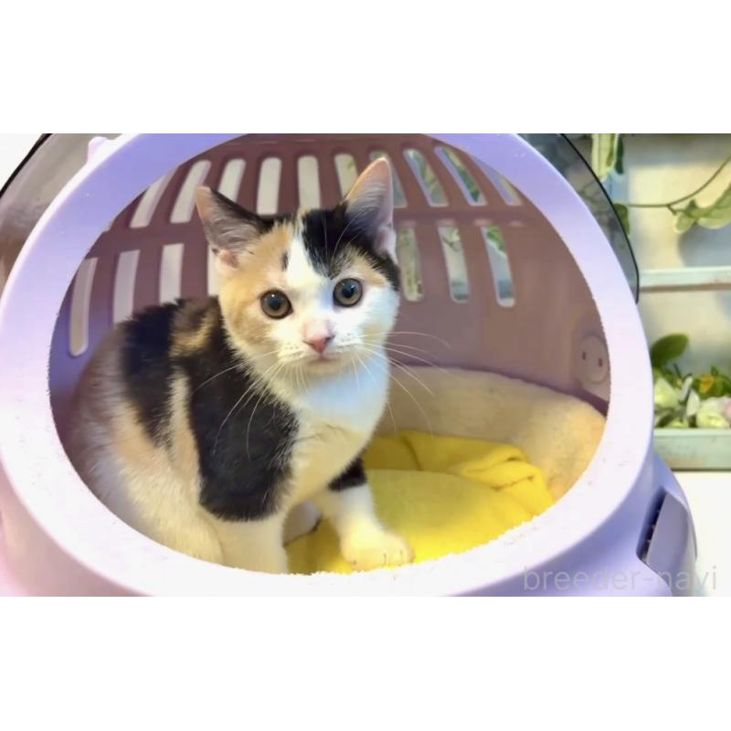 商談中の大阪府のスコティッシュストレート-123325の4枚目