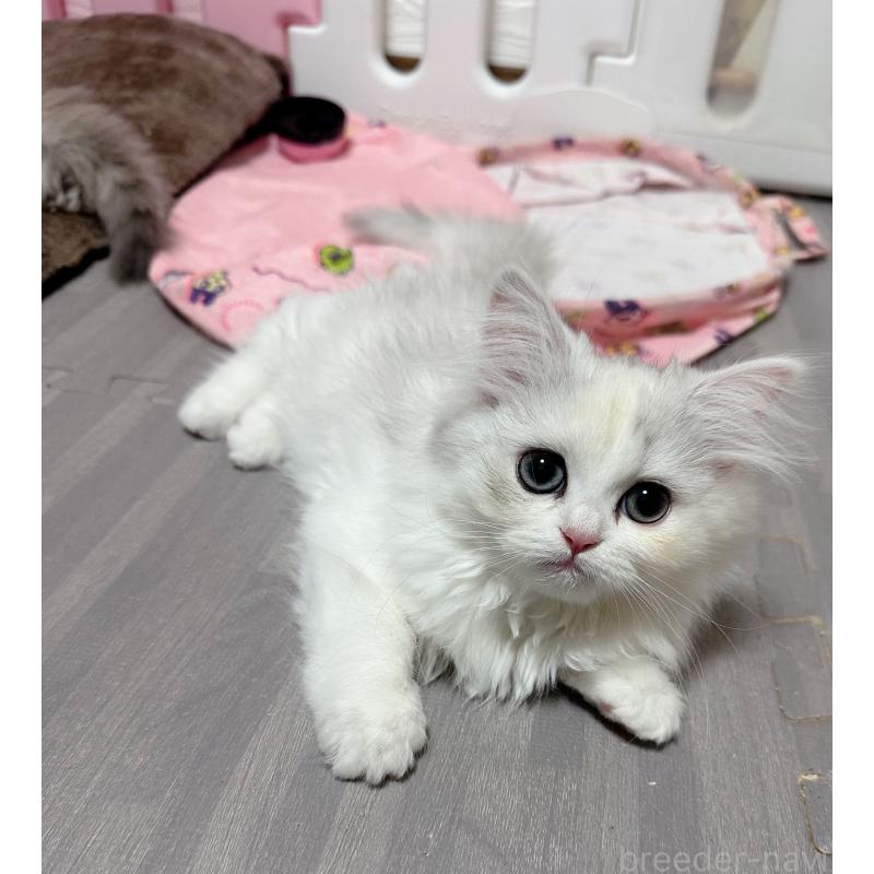 成約済の千葉県のペルシャ-124609の4枚目