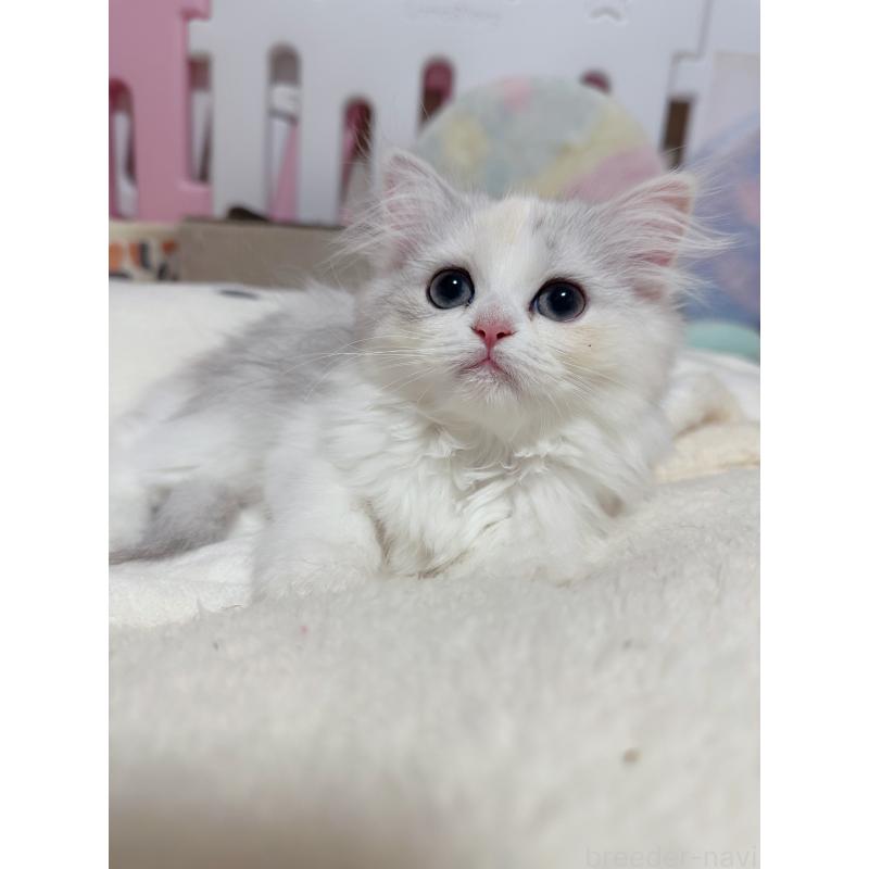 成約済の千葉県のペルシャ-124609の3枚目