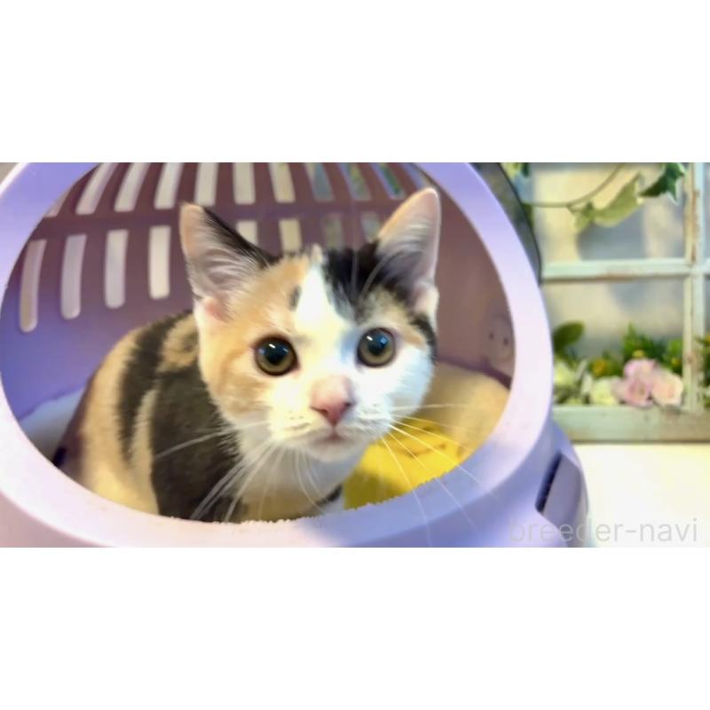 商談中の大阪府のスコティッシュストレート-123325の3枚目