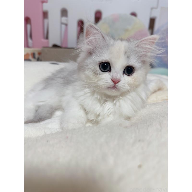 成約済の千葉県のペルシャ-124609の2枚目