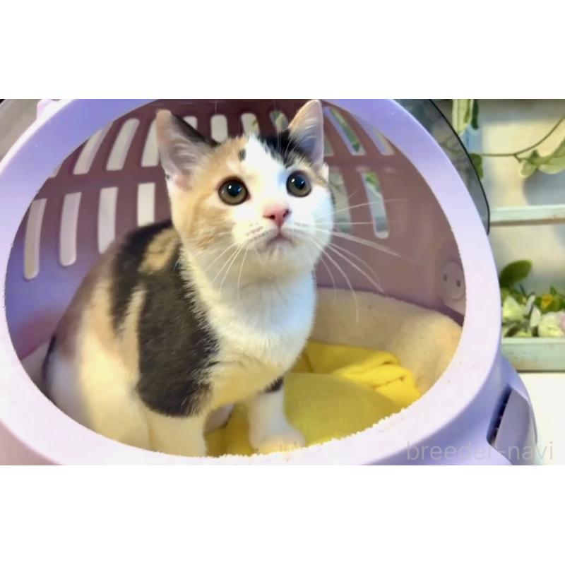 商談中の大阪府のスコティッシュストレート-123325の2枚目