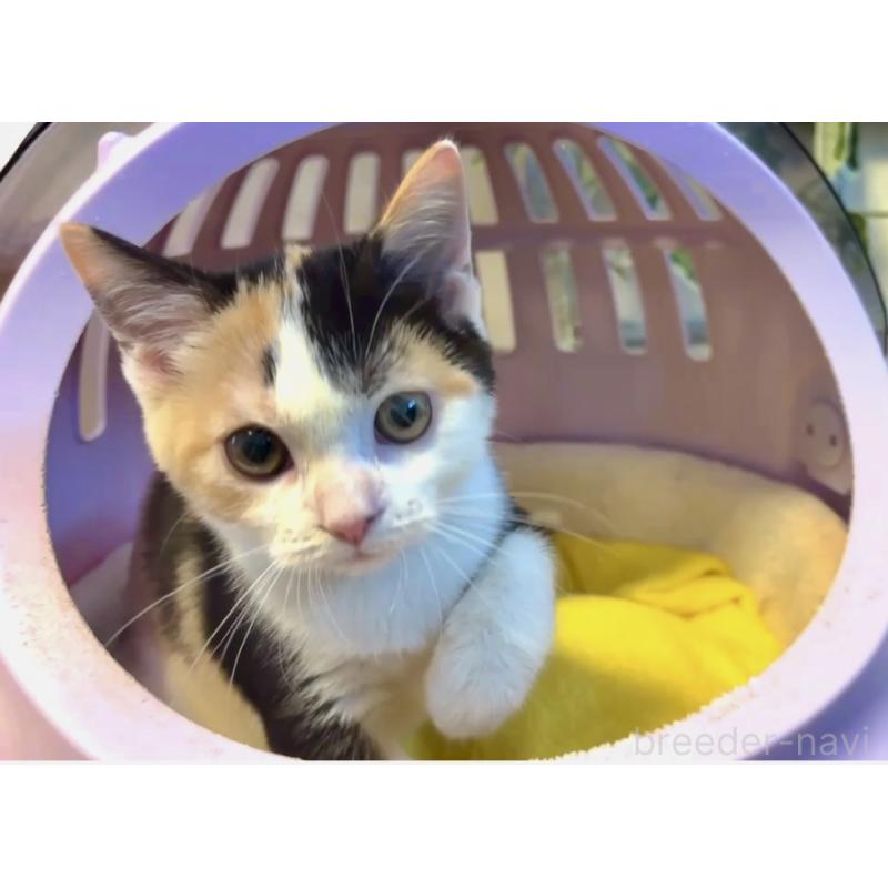 商談中の大阪府のスコティッシュストレート-123325の1枚目