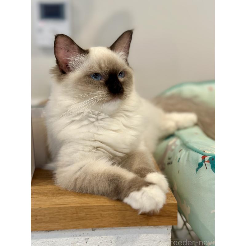 成約済の香川県のラグドール-127533の4枚目