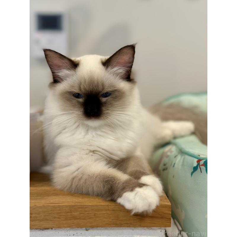 成約済の香川県のラグドール-127533の3枚目