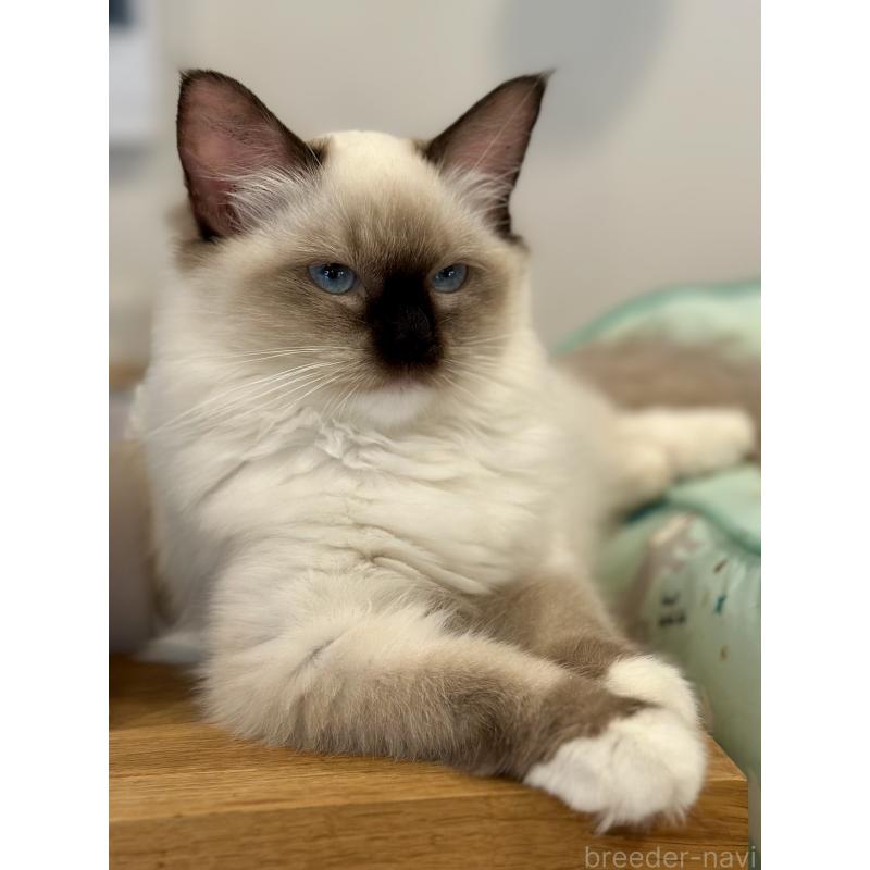 成約済の香川県のラグドール-127533の2枚目