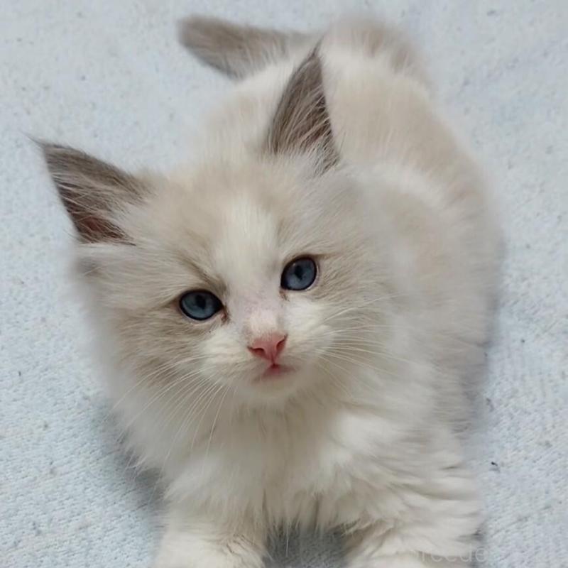 販売中の兵庫県のラグドール-128001の1枚目