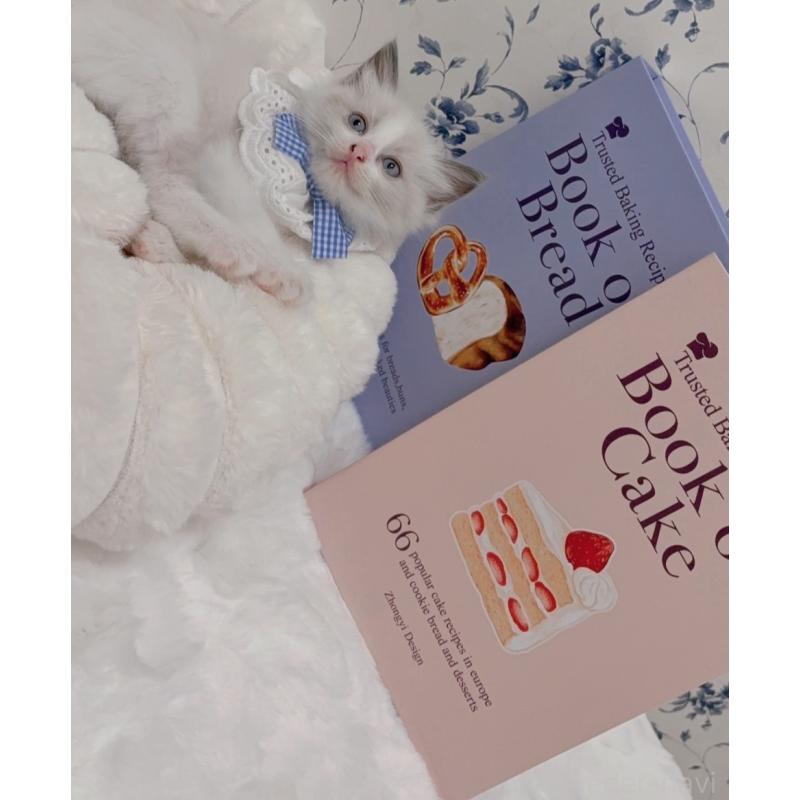 成約済の福岡県のラグドール-127722の3枚目