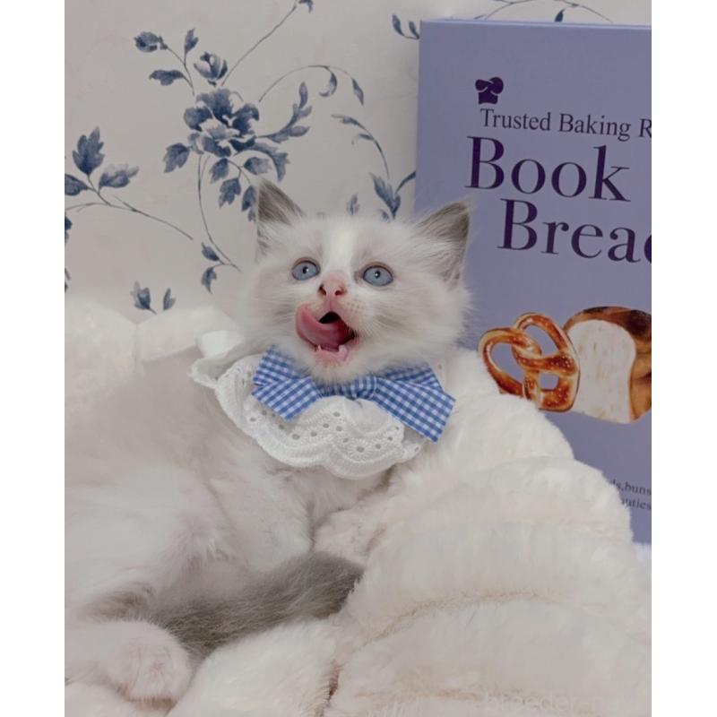 成約済の福岡県のラグドール-127722の2枚目