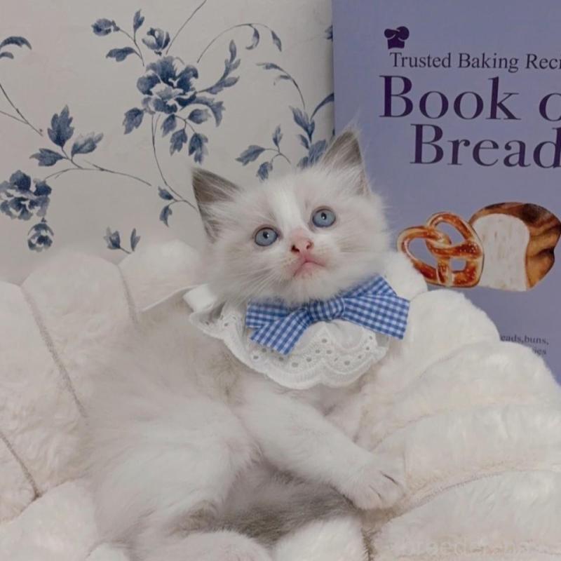 成約済ののラグドール-127722