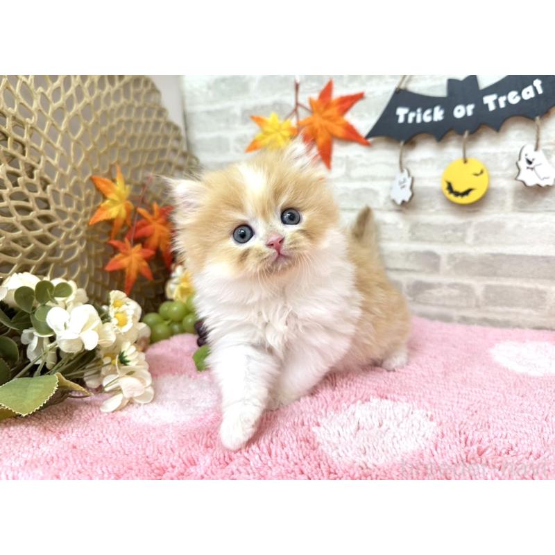 販売中の埼玉県のミヌエット-128014の2枚目